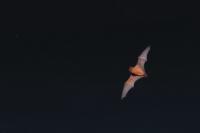 Nyctalus noctula