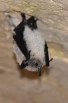 Myotis mystacinus
