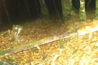 Vulpes vulpes
