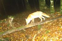Vulpes vulpes