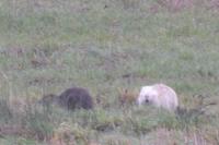 Myocastor coypus