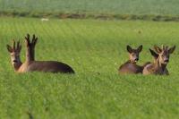 Capreolus capreolus