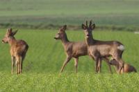 Capreolus capreolus