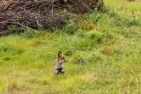 Vulpes vulpes