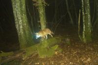 Vulpes vulpes