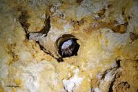 Myotis bechsteinii