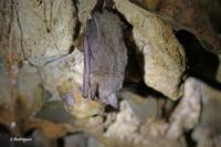 Myotis myotis