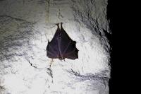 Rhinolophus ferrumequinum