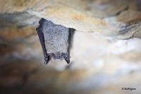 Myotis mystacinus