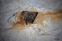 Myotis emarginatus