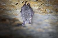 Myotis bechsteinii