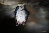 Myotis myotis