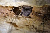 Myotis daubentonii