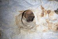 Myotis nattereri