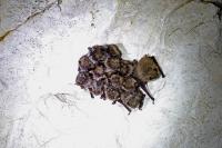 Myotis emarginatus