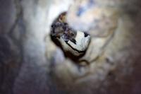 Myotis bechsteinii