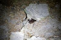Myotis mystacinus