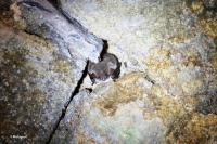 Myotis nattereri