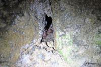 Myotis bechsteinii