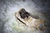 Myotis emarginatus