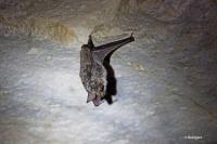 Myotis myotis