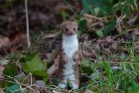Mustela nivalis