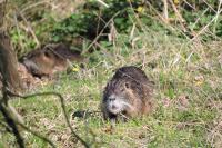 Myocastor coypus