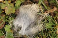 Oryctolagus cuniculus