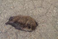 Murin à museau sombre (Myotis alcathoe/mystacinus/brandtii)