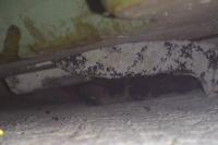Plecotus