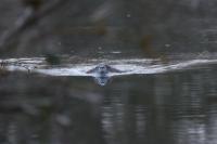 Myocastor coypus