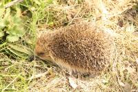 Erinaceus europaeus