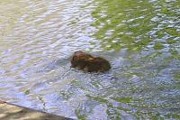 Ondatra zibethicus