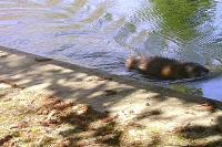 Ondatra zibethicus