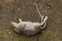 Apodemus sylvaticus
