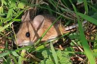 Apodemus sylvaticus