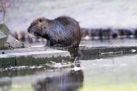 Myocastor coypus
