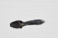 Myocastor coypus