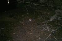 Rattus norvegicus
