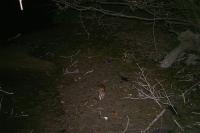 Rattus norvegicus