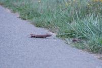 Mustela nivalis
