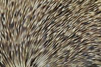 Erinaceus europaeus