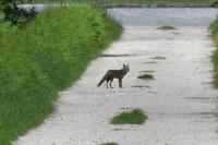 Vulpes vulpes