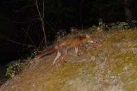 Vulpes vulpes