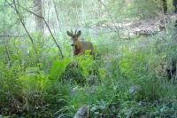 Capreolus capreolus