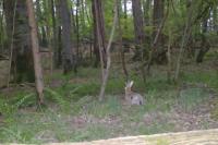 Lepus europaeus