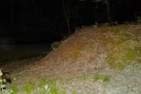 Meles meles