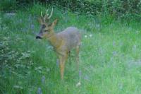 Capreolus capreolus