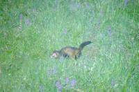 Mustela putorius