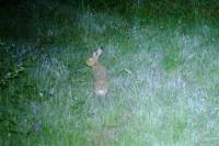 Lepus europaeus
